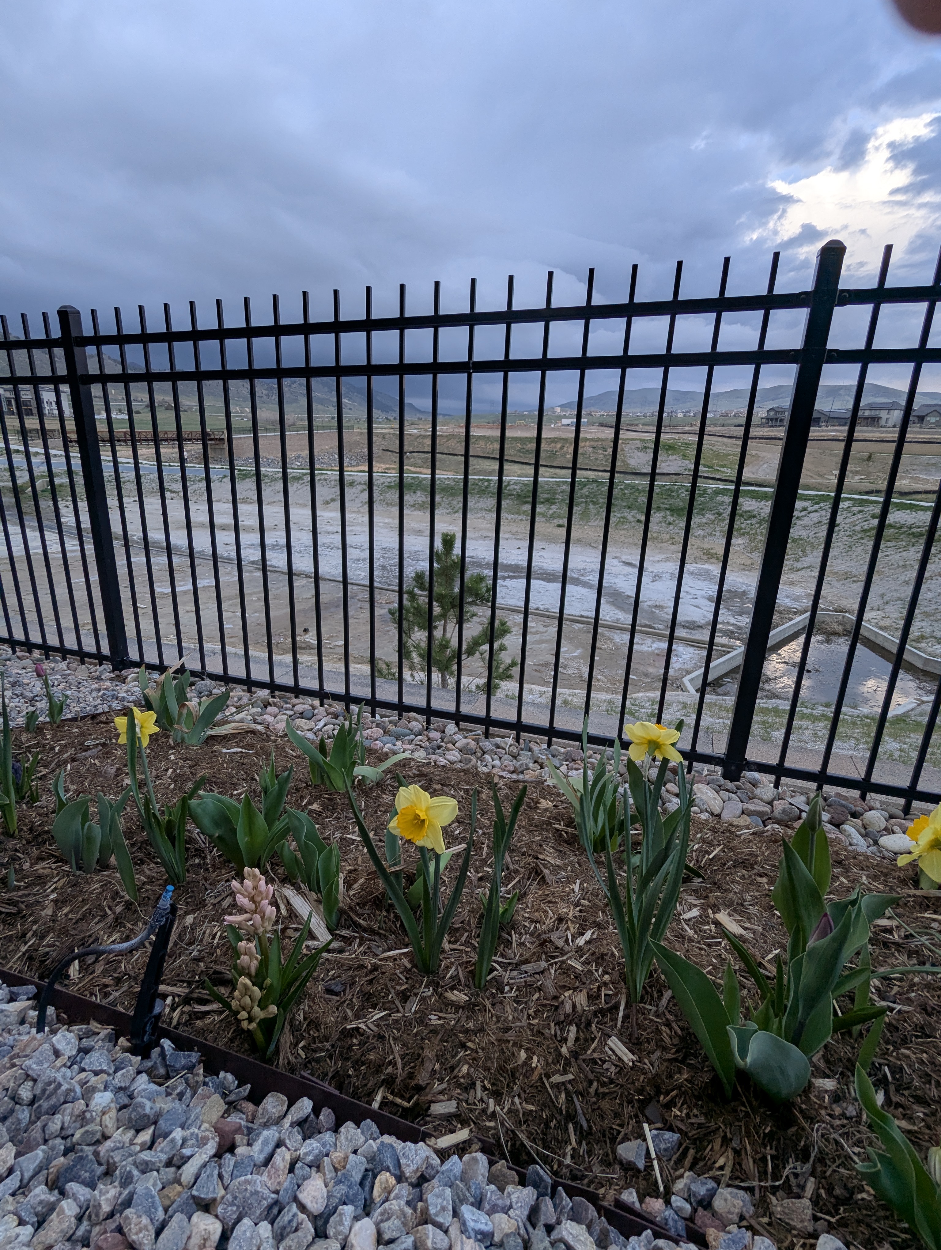 Garden, Flowers, Morrison, Colorado